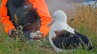 Newly Hatched RoyalCam Albatross Chick Returned to Nest January 23 2024 [upl. by Recneps]