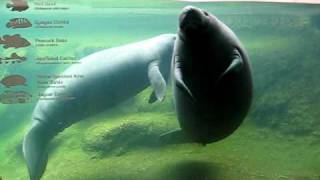 Mating Manatees [upl. by Anikal]