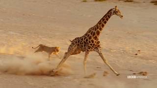 Giraffe vs lioness  epic battle without breaking a sweat [upl. by Freud]