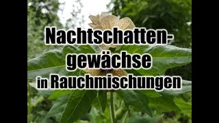 Methode um Nachtschattengewächse sicherer zu konsumieren Bilsenkraut Engelstrompete etc rauchen [upl. by Vasili]