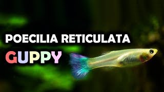 GUPPY Poecilia Reticulata Quello che Devi Sapere [upl. by Plafker376]