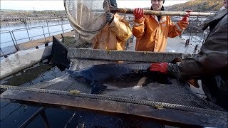 УЗИ для белуги и огромных осетров УЗИ диагностика стадий созревания гонад осетров [upl. by Averill592]