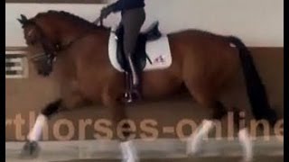 wwwsporthorsesonlinecom 2009 Hanoverian Dressage horse  Hannoveraner Dressurpferd SOLD [upl. by Tandi]