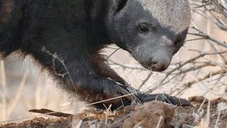 Honey Badger Tries Escaping Leopards Grip [upl. by Felicdad849]