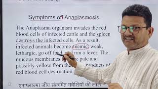 Blood protozoan l Anaplasmosis l dr Umar khan [upl. by Ivon]