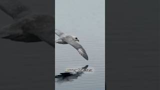 Fulmar The Beautiful and Dangerous Bird with a Surprising Defense [upl. by Alphonso]