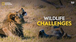 Wildlife Challenges  Savage Kingdom  हिन्दी  Full Episode  S4E1  National Geographic [upl. by Santini]