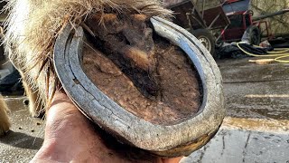 Replacing Extremely Worn Out Horse Shoes Hoof Restoration [upl. by Flem636]