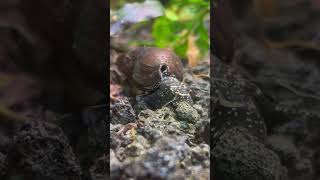 Ciekawy ślimak 🐌 Tylomelania ślimak aquarium hobby snail [upl. by Haden109]