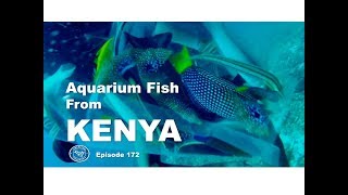 Aquarium fish from Kenya Fincasters Episode 172 [upl. by Ahsercul]