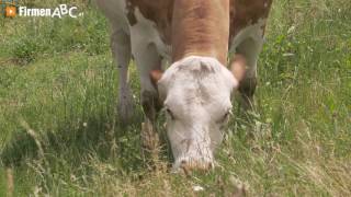 Fleischerei im Bezirk Rohrbach Bäuerliche Metzgerei Kirschner in St Martin im Mühlkreis [upl. by Akeemaj]