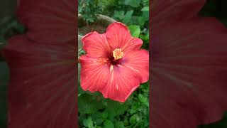 Beautiful flower 🌺 beautifulflower vairalvideo youtubeshorts [upl. by Dusa688]