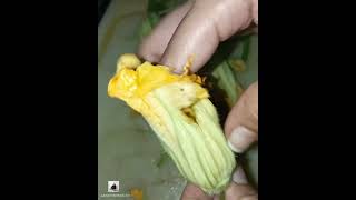 Bulaklak ng Kalabasa at Manok PagkaingPinoyTV YummyKitchenTV WagatTv JaperSniperOfficial [upl. by Esorbma]