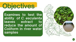 Video PPT Ability of C esculenta reduce Coliform [upl. by Shore]