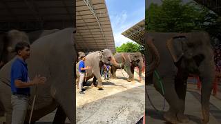 The elephants dancing with playing happing ending video funny elephant shorts [upl. by Ikiv593]