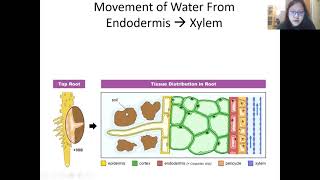 Chap 7 Part 1b  Transport of Water from Soil to Leaves  Cambridge ALevel 9700 Biology [upl. by Ecylla]