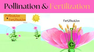 Pollination amp Fertilization for Kids  Pollination amp Fertilisation Explained [upl. by Aislehc]