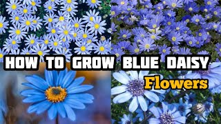 How To Grow Blue Daisy Flowers  flowers gardening  Grow Blue Daisy Flowers in garden [upl. by Leyameg]