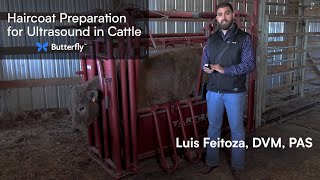 Haircoat Preparation for Ultrasound in Cattle  Butterfly Network [upl. by Landon]