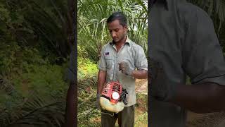 Watch till the end malaysia ytshortsvideo viralshort foryou shorts harvesting india [upl. by Annuahs]