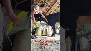 IV cannulation in jugular vein in cattlehf cow IV infusion kaise lagaye [upl. by Apollus]