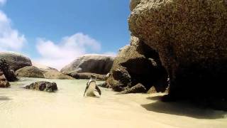 Swimming with Penguins at Boulders Beach  Cape Town [upl. by Baptist996]