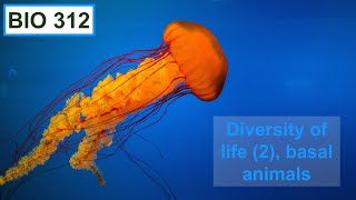 Diversity of life 2 basal animals porifera ctenophora and cnidaria [upl. by Braunstein88]