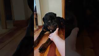 Fraidy Cat rottweiler fraidycat doglover doglife [upl. by Aihsat]