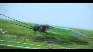 Friend of the rice farmer Cyrtorhinus lividipennis plant bug [upl. by Awuhsoj]