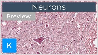 Neurons types definition and function preview  Human Histology  Kenhub [upl. by Evers821]