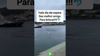 A linda amizade entre o cãozinho e o golfinho 🐬 [upl. by Auqenet649]