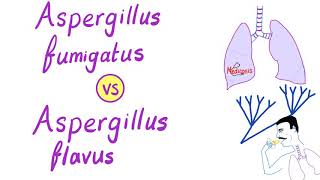 Aspergillus fumigatus VS Aspergillus flavus  Microbiology [upl. by Nnylecoj]