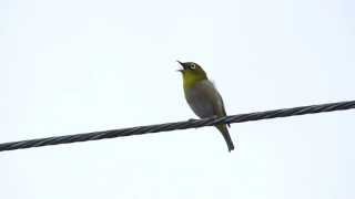 メジロのさえずり・声 HD Japanese Whiteeye・Zosterops japonicus  song [upl. by Farica]