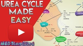 Urea Cycle Made Simple  Biochemistry Video [upl. by Tu479]