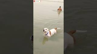 My Dog Swimming in The Holy Ganga River first Time shorts shortvideo dog dogswimming swimming [upl. by Hillegass]