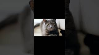 exotic shorthair cat 🐈 top 10 cutest cat breeds cutestcats exoticcats catvideos trendingvideos [upl. by Derina]