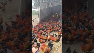 24 Hours Inside a MASSIVE Chicken Farm [upl. by Carrington]