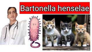 Bartonella henselae [upl. by Maer927]