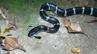 Skink loses its tail in intense battle with Manybanded Krait [upl. by Goody]