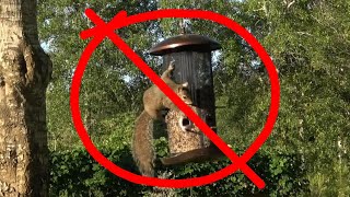 Best Squirrel Proof Bird Feeder In 2024  Top 10 Squirrel Proof Bird Feeders Review [upl. by Sparks]