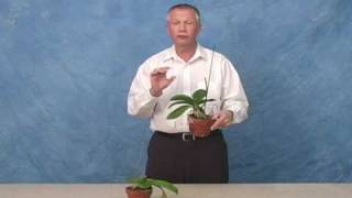 Recognizing Orchid Virus Symptoms Part 1 [upl. by Evad]