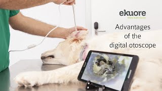 Advantages of the veterinary portable and wireless otoscope  eKuore [upl. by Asim]