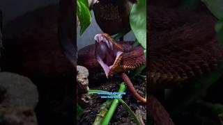 Ralph’s RED Bush Viper Kira Fangs out Friday [upl. by Elda]