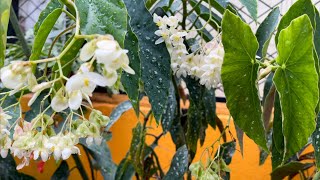 Simple care tips of Polkadot Begonia Maculata through out the year [upl. by Ialohcin723]