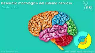 Neurodesarrollo Etapas clave [upl. by Sirovart]