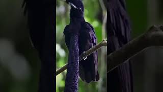 the long wattled umbrellabird in considered rare and it resides in humid to wetviral shortvideo [upl. by Purington]