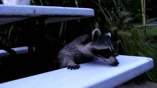 Raider the Raccoon Tries to Befriend a Cat Part 2 [upl. by Annoed]