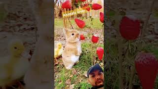 konijntjes rabbitki bunny kaninchenhase amarmalik6287 trendingshorts trending [upl. by Alenoel]