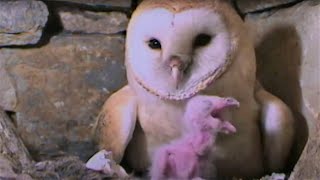 Feeding A Hungry Barn Owl Chick  Five Owl Farm  BBC Earth [upl. by Jephum]