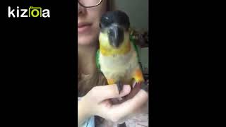 Black Headed Caique Cute Funny amp Silly Moments [upl. by Nolrev149]